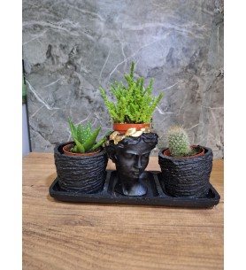 Dekoratif Sukulent Seti